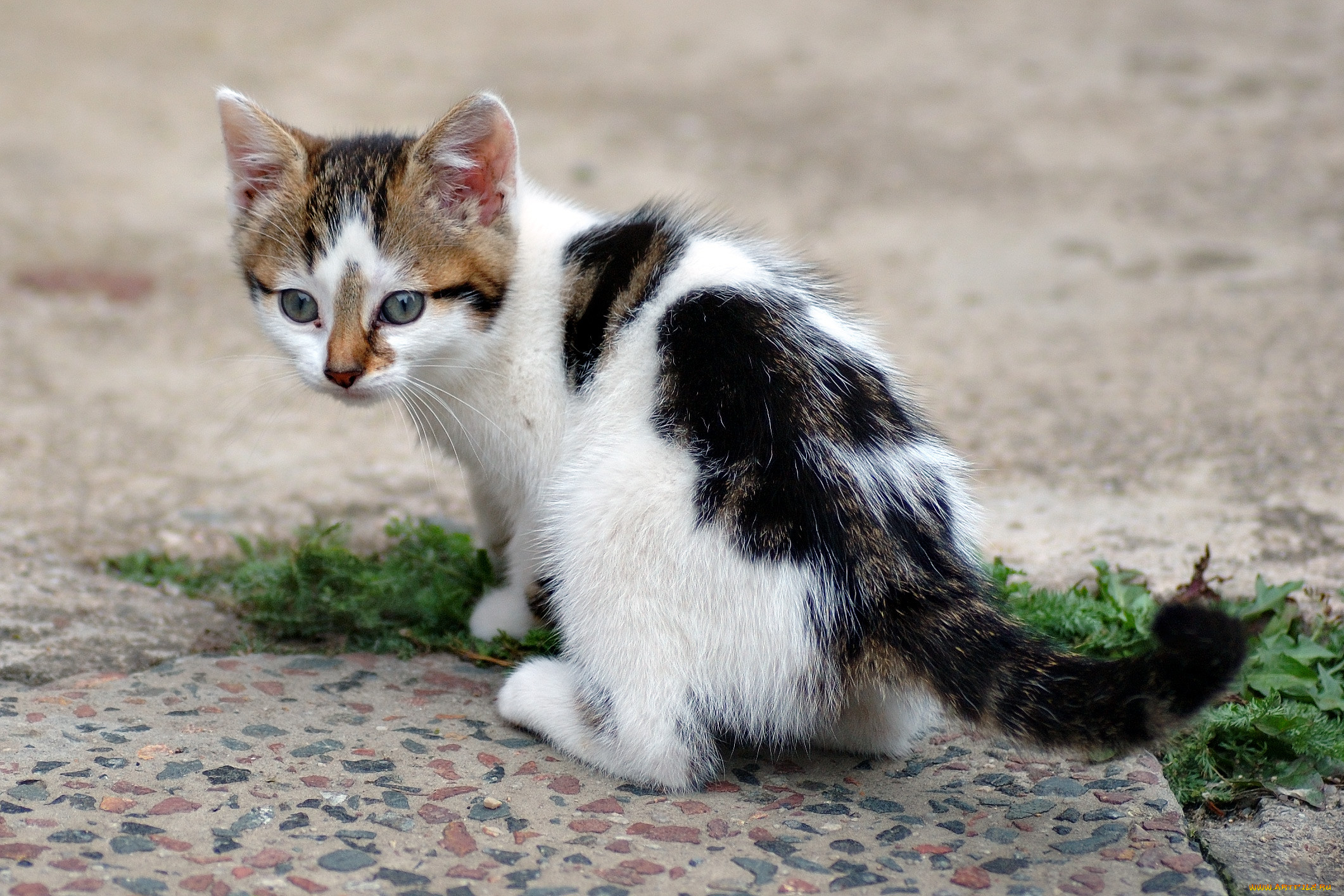 Окрас это. Пестрая кошка. Пестрый котенок. Пятнистые котята. Кошка в пятнышко.